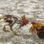 Cockfight wins