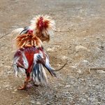 cock