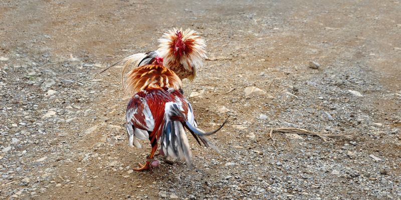 Popular ways to play Jun88 online cockfighting with rewards today