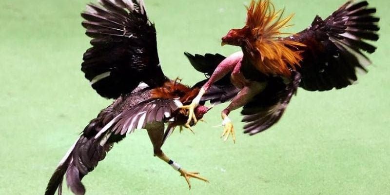 Play online cockfighting Jun88 have reward