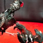 Play online cockfighting Jun88