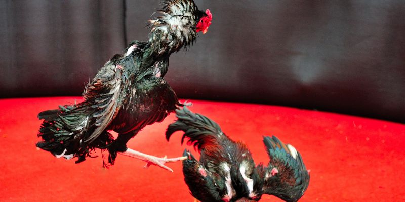 Play online cockfighting Jun88